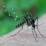 Caso di dengue a Fidenza, la maggioranza continua a non fare le disinfestazioni contro le zanzare